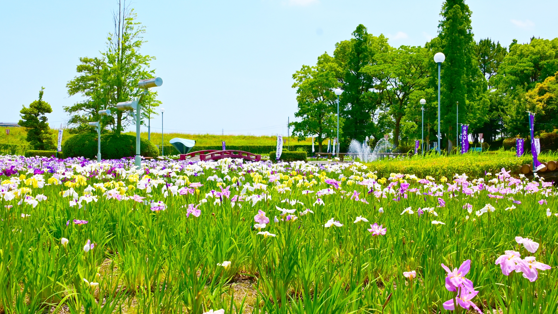 碧南市の花しょうぶが咲く公園
