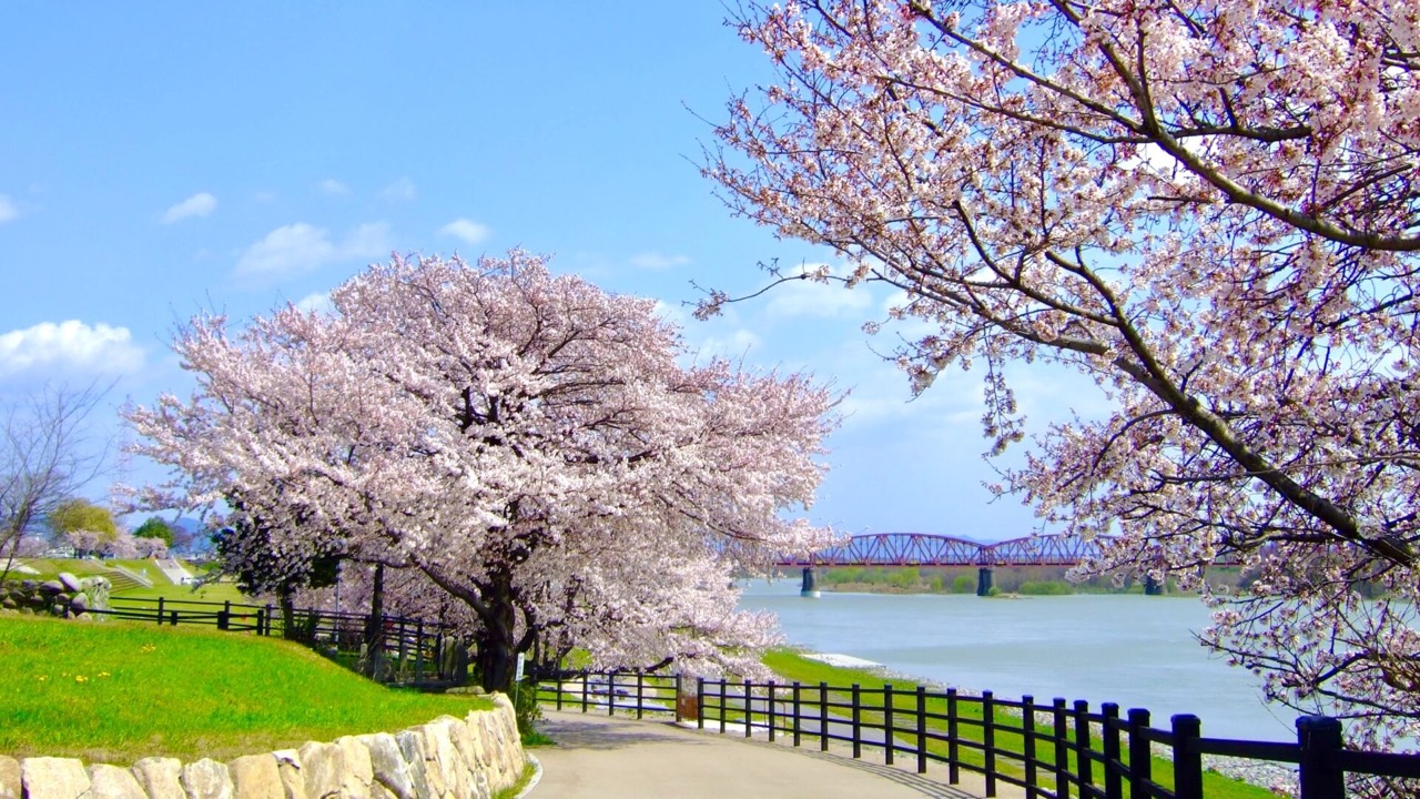 木曽川沿いの桜と一宮市の地域風景