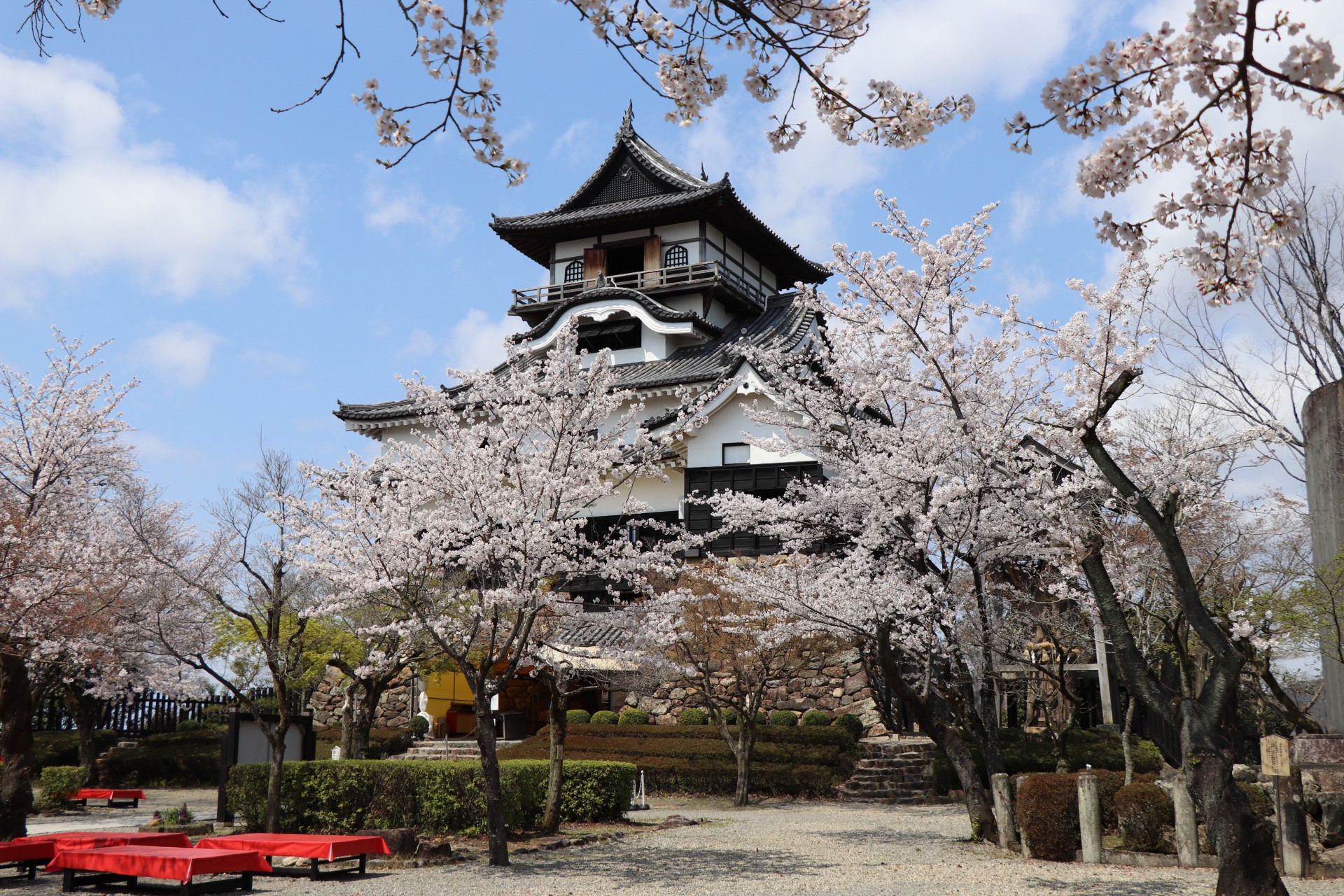 桜に囲まれた犬山城